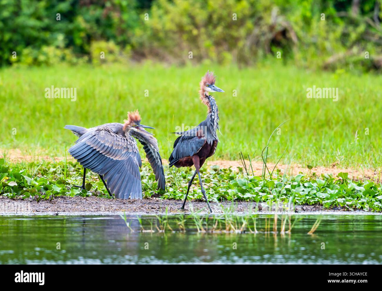 Ein junger Goliath-Reiher (Ardea goliath), der darum bettelt, von einem Fluss gespeist zu werden. Murchison Falls National Park, Uganda, Afrika. Stockfoto