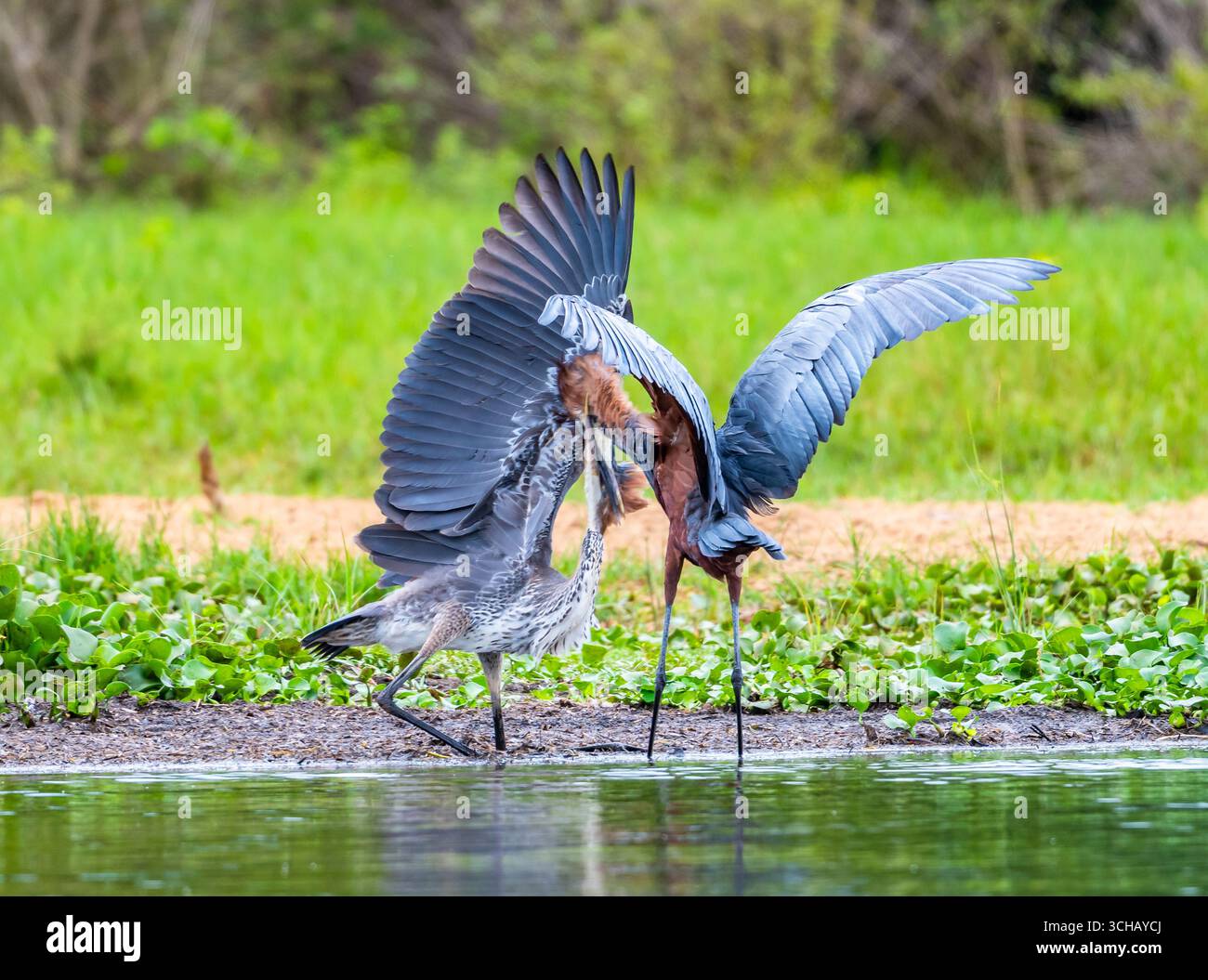 Ein junger Goliath-Reiher (Ardea goliath), der darum bettelt, von einem Fluss gespeist zu werden. Murchison Falls National Park, Uganda, Afrika. Stockfoto