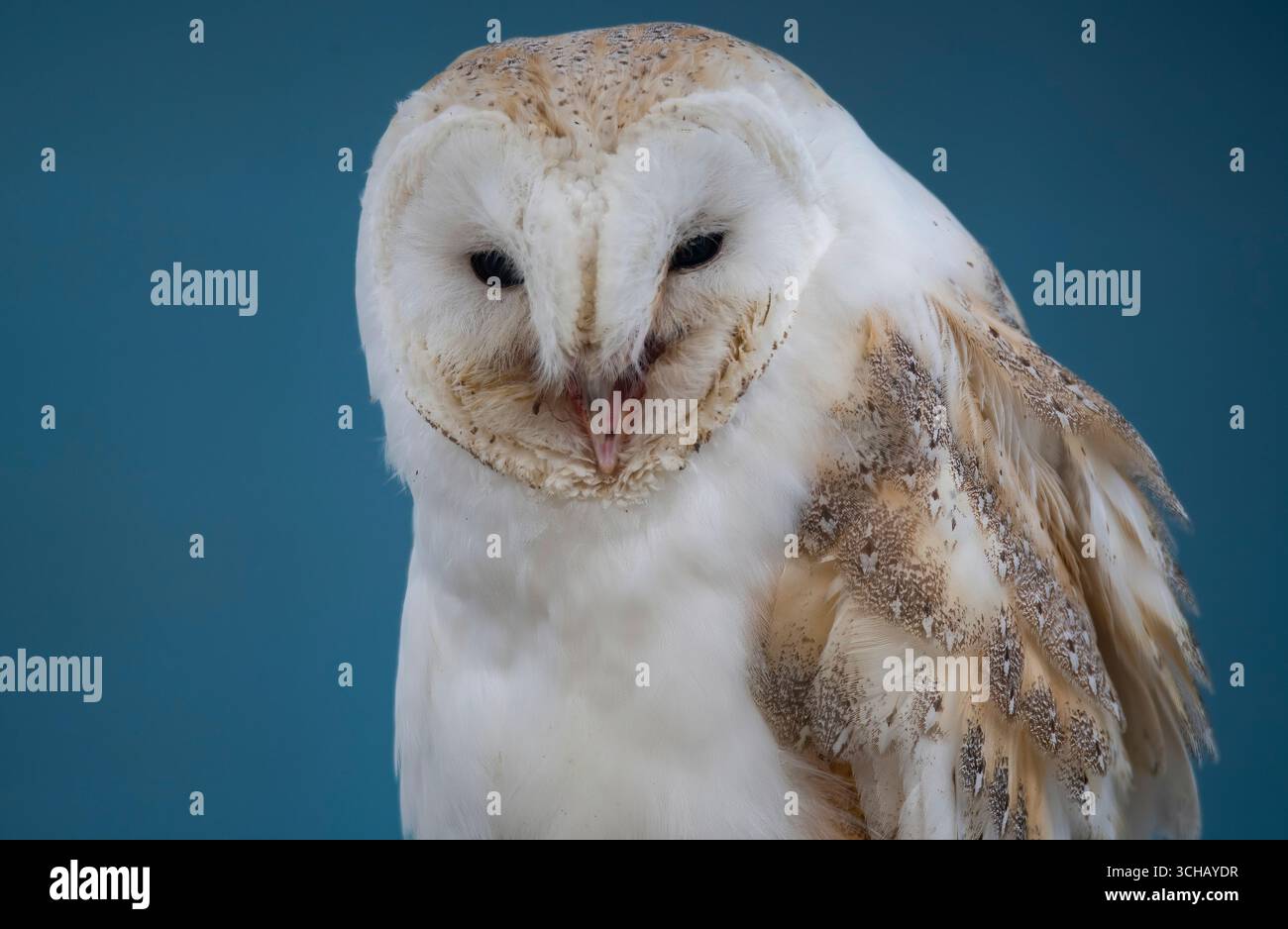 Die Scheuneneule (Tyto alba). Die am weitesten verbreitete Eulenart der Welt. Stockfoto