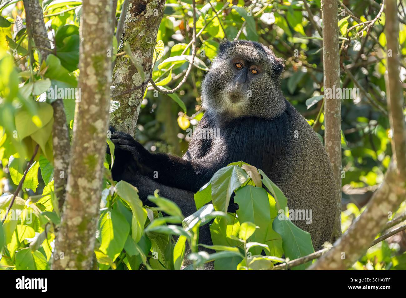 Blauer Affe (Cercopithecus mitis), der in einem Baum im Nyungwe Forest National Park in Ruanda thront Stockfoto