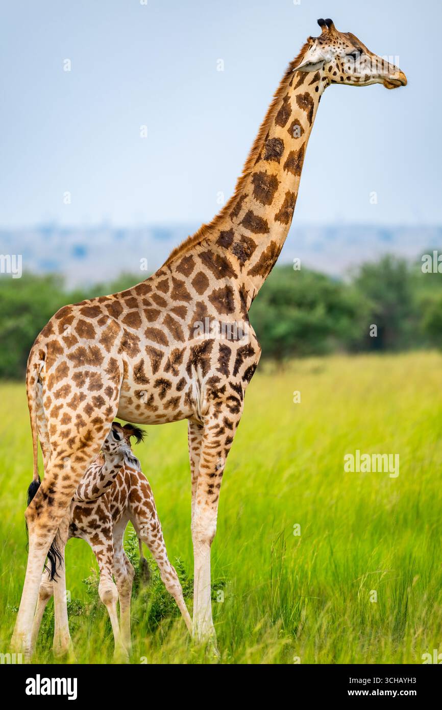 Eine Baby-Rothschild-Giraffe (Giraffa camelopardalis ssp. Rothschildi). Pian Upe Game Reserve, Uganda, Afrika. Stockfoto