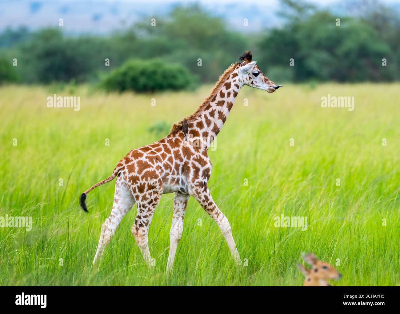 Eine junge Rothschild-Giraffe (Giraffa camelopardalis ssp. Rothschildi) auf dem Grasfeld. Pian Upe Game Reserve, Uganda, Afrika. Stockfoto