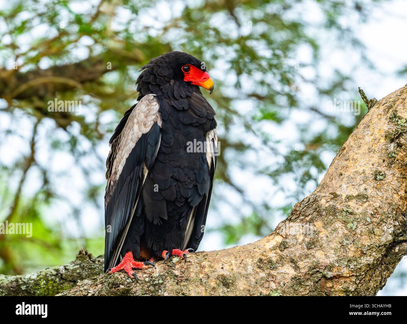 Ein Bateleur (Terathopius ecaudatus), der auf einem Baum thront. Murchison Falls National Park, Uganda, Afrika. Stockfoto
