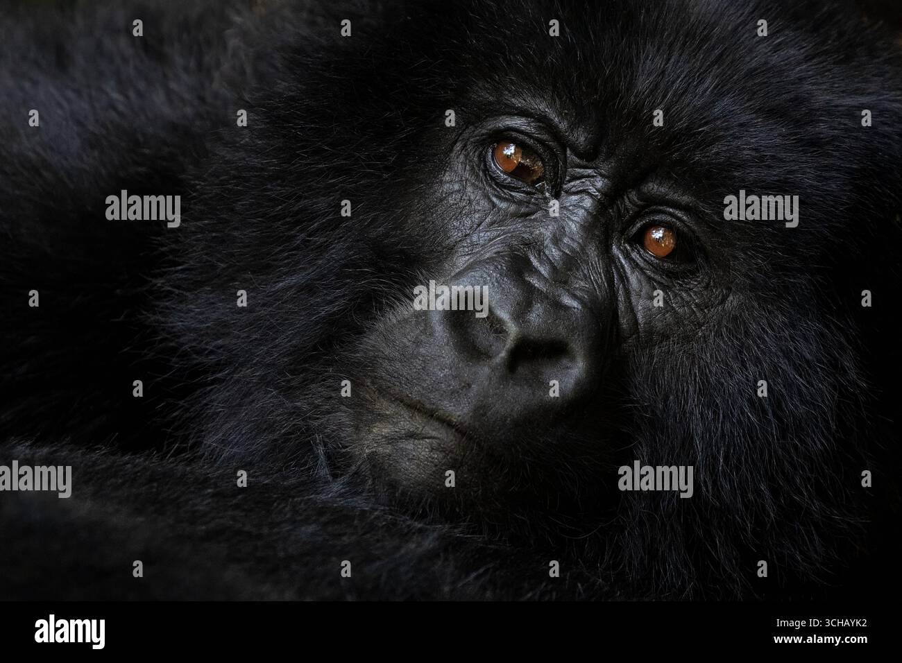 Wunderschönes Porträt des Berggorillas (Gorilla beringei beringei) im Volcanoes National Park in Ruanda Stockfoto