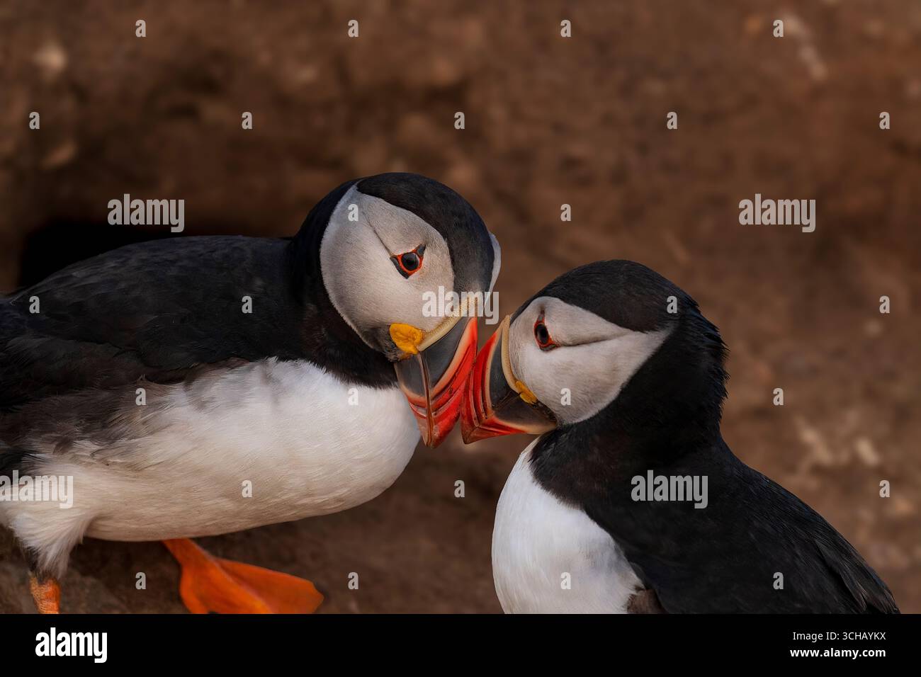 Atlantische Papageientaucher (Fratercula Arctica) weisen auf Skomer Island in Pembrokeshire, Wales, ein Verhalten auf, das als Schnauzen bekannt ist Stockfoto