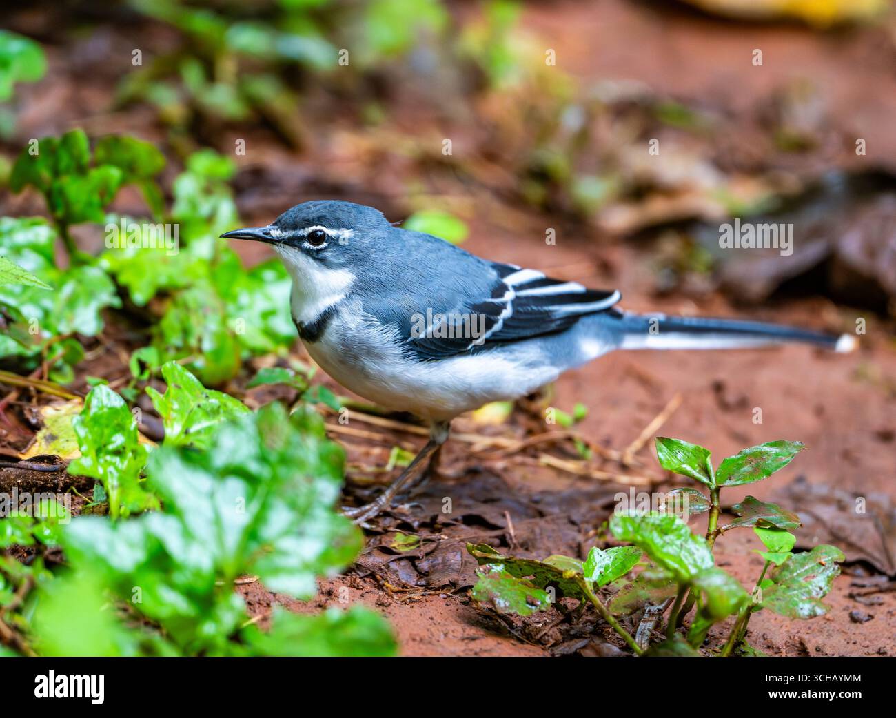 Ein Bergkäfer (Motacilla clara), der im Wald auf der Suche ist. Mabira Central Forest Reserve, Uganda, Afrika. Stockfoto