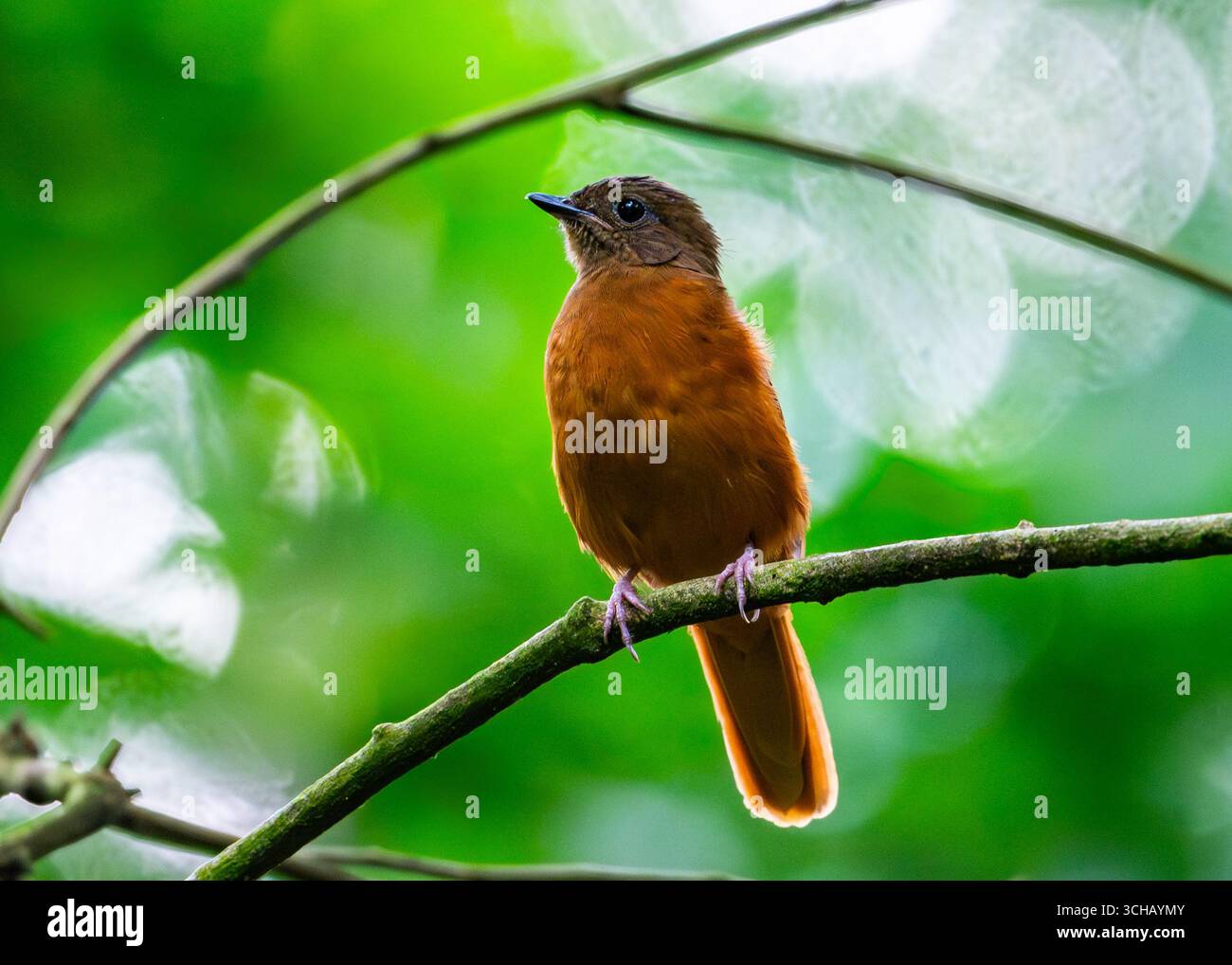Eine Rufous Flycatcher-Drossel (Stizorhina fraseri), die auf einem Ast im Wald thront. Mabira Central Forest Reserve, Uganda, Afrika. Stockfoto