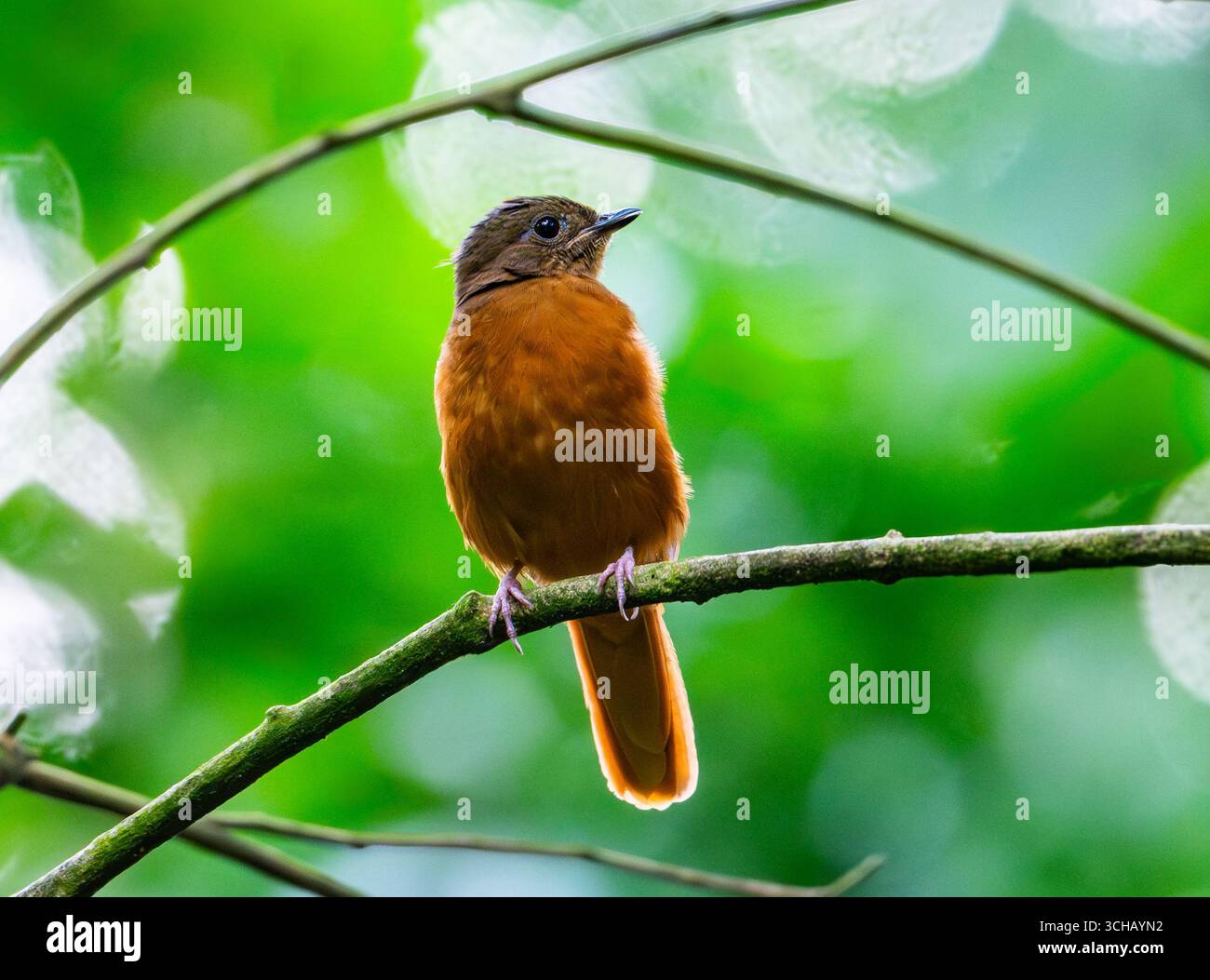 Eine Rufous Flycatcher-Drossel (Stizorhina fraseri), die auf einem Ast im Wald thront. Mabira Central Forest Reserve, Uganda, Afrika. Stockfoto