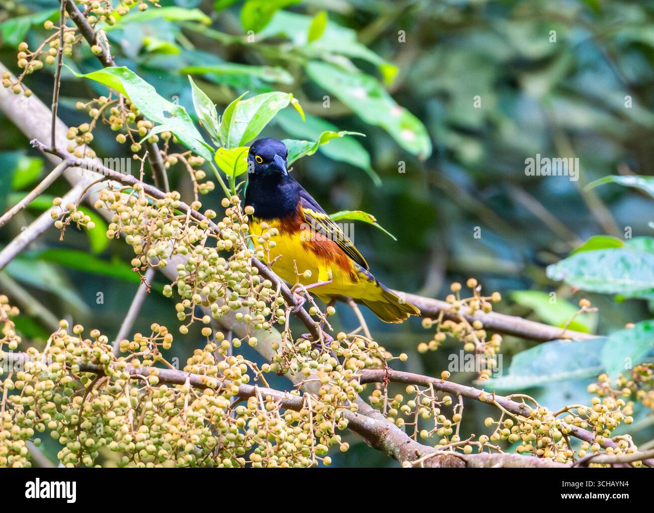 Ein männlicher Weyns's Weaver (Ploceus weynsi), der sich von Früchten ernährt. Mabira Central Forest Reserve, Uganda, Afrika. Stockfoto