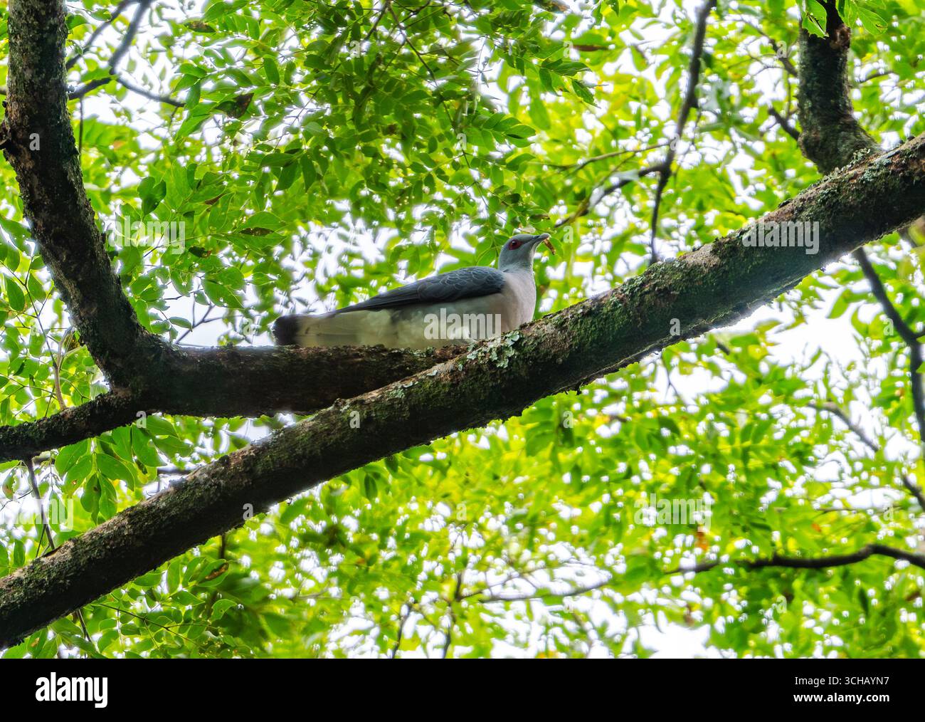 Eine Afep-Taube (Columba unicincta), die auf einem Baum sitzt. Mabira Central Forest Reserve, Uganda, Afrika. Stockfoto
