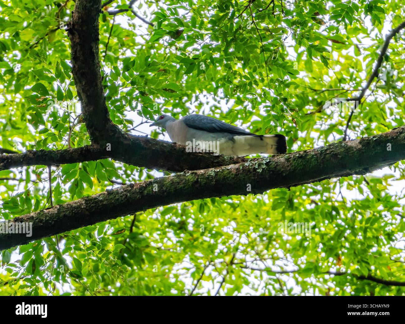 Eine Afep-Taube (Columba unicincta), die auf einem Baum sitzt. Mabira Central Forest Reserve, Uganda, Afrika. Stockfoto