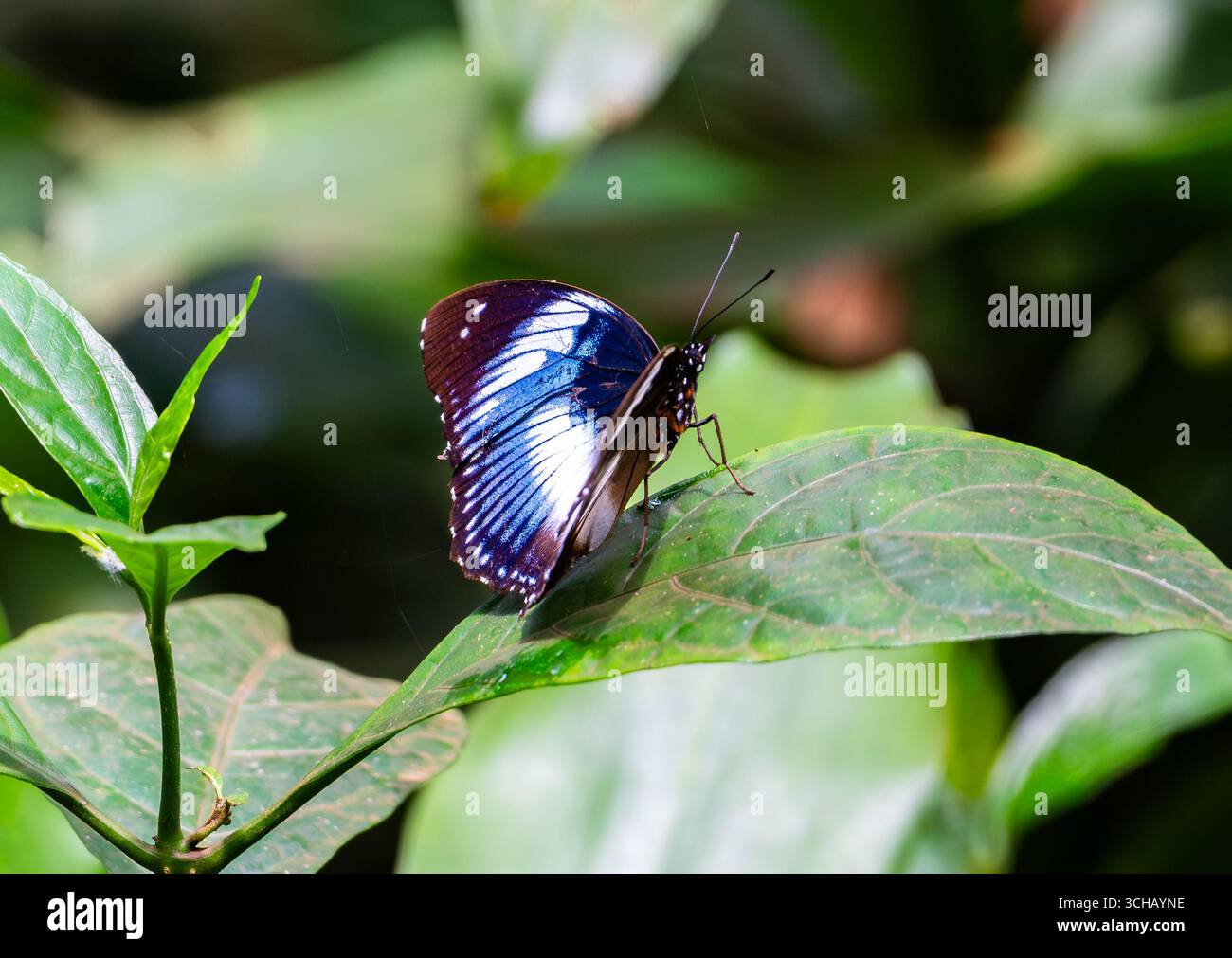 Ein seltenes Blaues Diadem (Hypolimnas monteironis), das auf einem grünen Blatt thront. Mabira Central Forest Reserve, Uganda, Afrika. Stockfoto