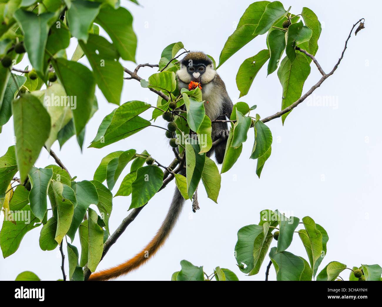 Ein Rotschwanzaffe (Cercopithecus ascanius), der sich von roten Früchten an einem Baum ernährt. Uganda, Afrika. Stockfoto