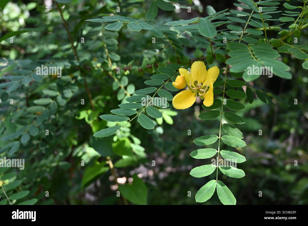 Blick auf eine gelb gefärbte Blume und grüne Blätter einer Pflanze, bekannt als Matura Teebaum (Senna auriculata). Dieses Werk ist auch als Ranawara bekannt Stockfoto