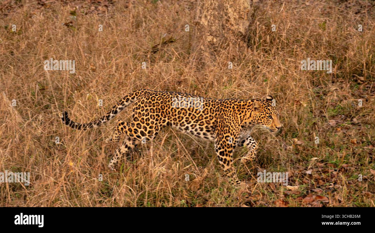 Panorama eines indischen Leoparden, der in einem Wald im Tadoba Nationalpark läuft, Indien Panorama, Webbanner, Kopfzeile Stockfoto