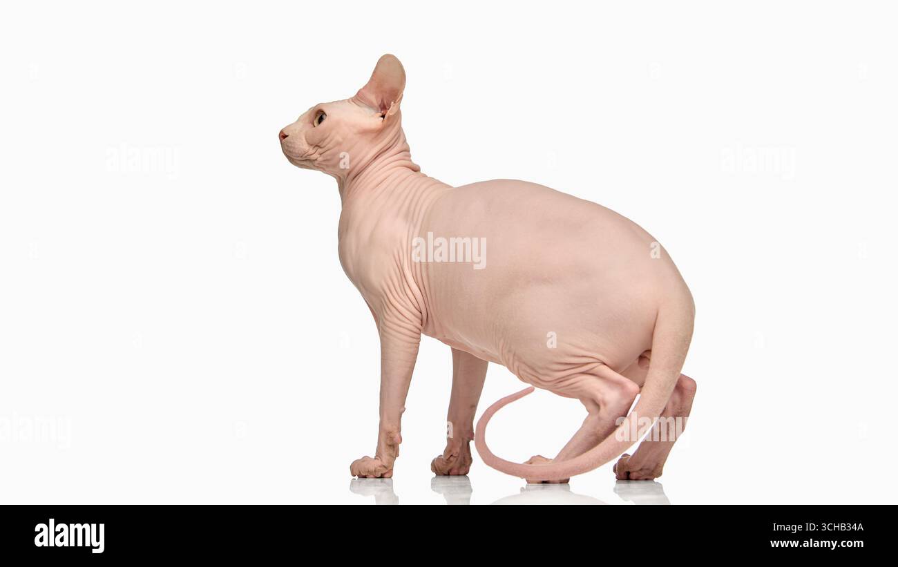 Haarlose sphynx-Katze in Profilansicht isoliert auf weiß Stockfoto