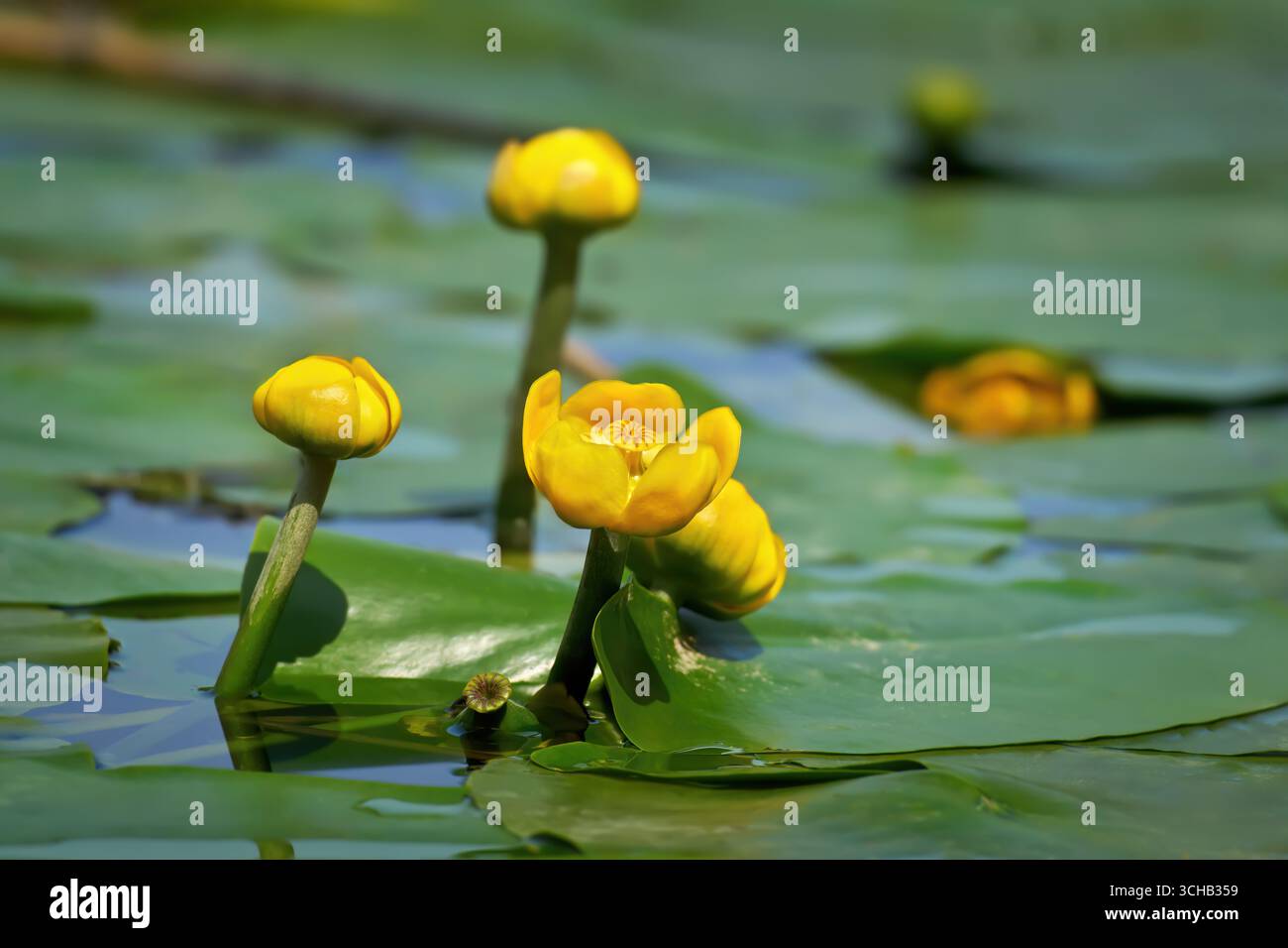 Gelbe Wasserlilie (Nuphar lutea) Blüte, Knospen und schwimmende Blätter auf der Wasseroberfläche Stockfoto