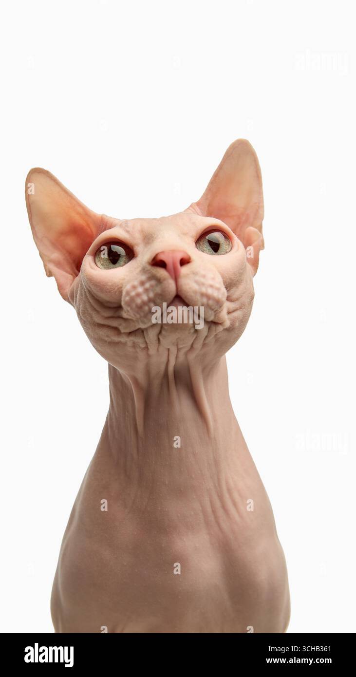 Nahaufnahme-Porträt einer haarlosen sphynx-Katze mit grossen Ohren Stockfoto