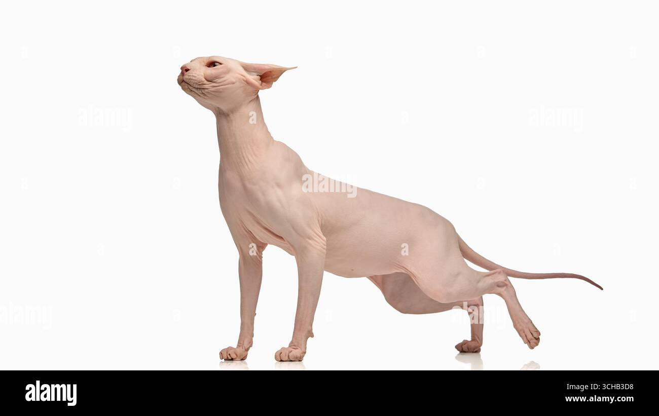 Haarlose sphynx-Katze, die sich nach vorne streckt, isoliert auf weiß Stockfoto