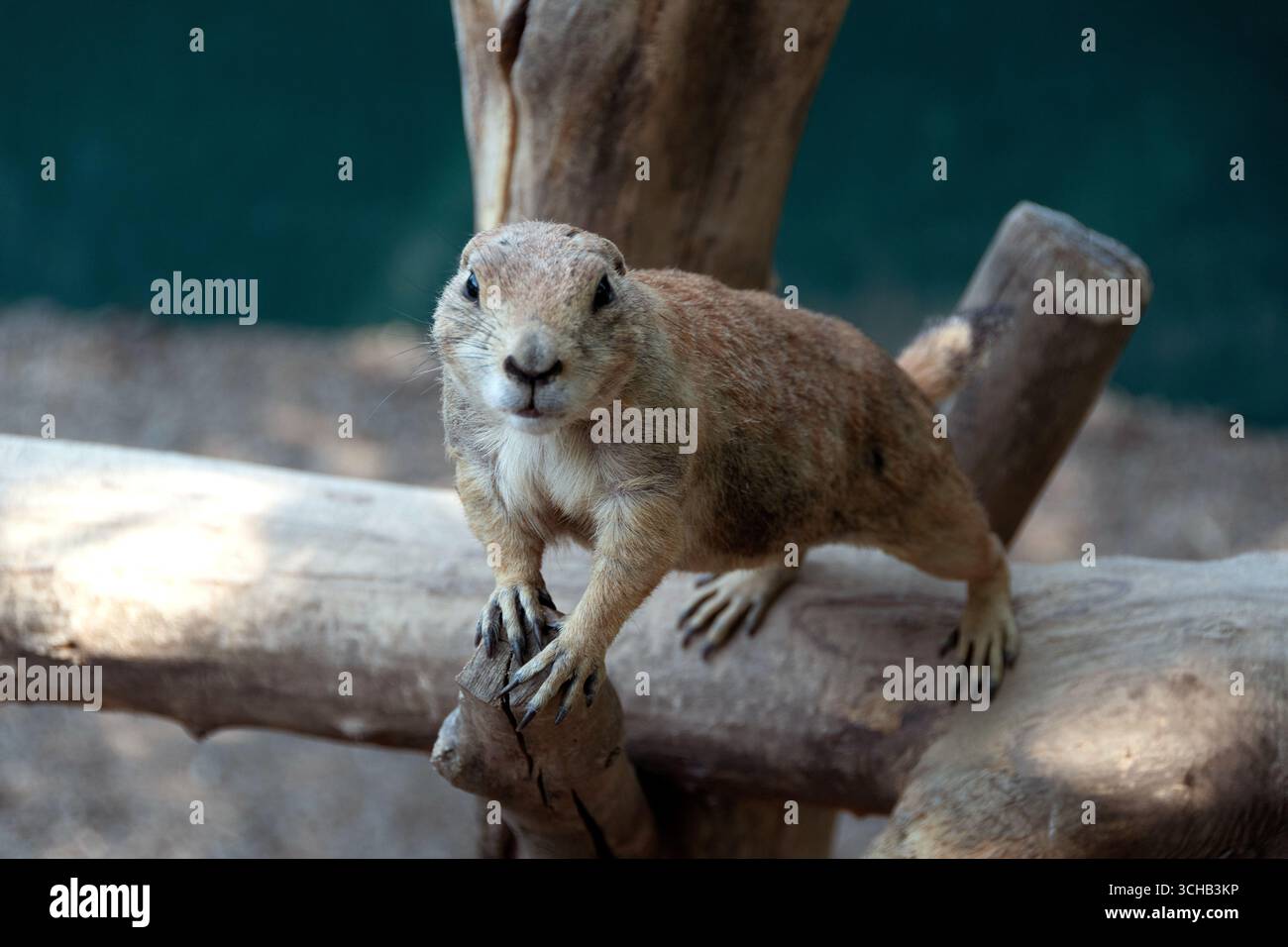 Ein Präriehund kann in seinem Lebensraum in einem zoologischen Park auf Ästen klettern. Stockfoto