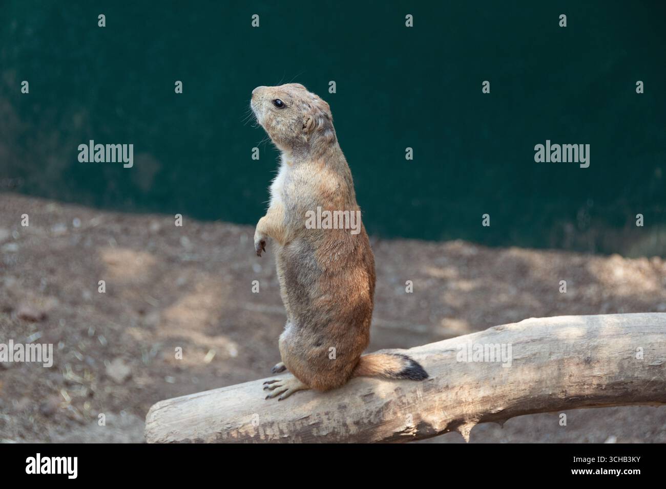 Ein Präriehund kann in seinem Lebensraum in einem zoologischen Park auf Ästen klettern. Stockfoto