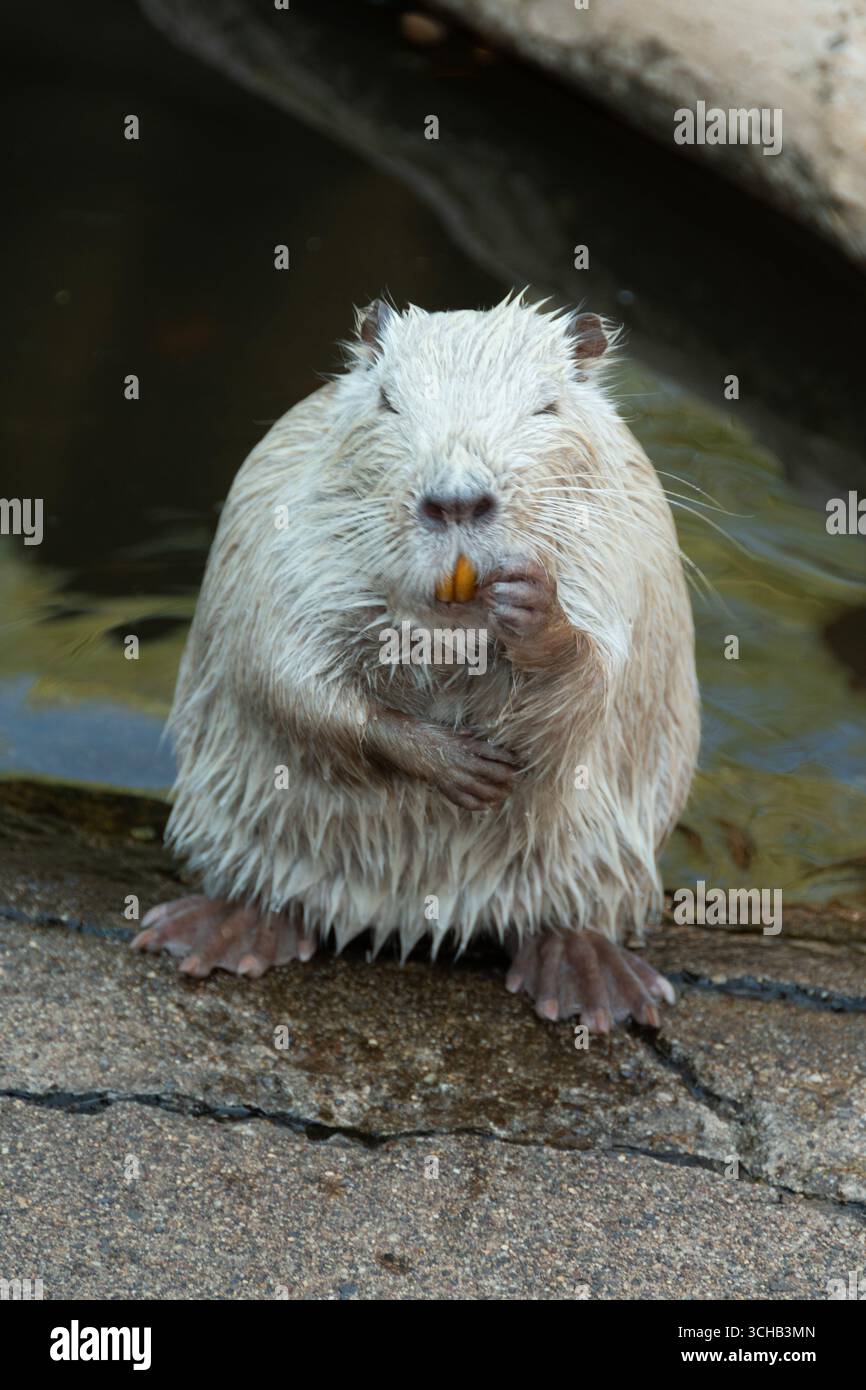 Ein Myocastor Coypus ist damit beschäftigt, sein Fell zu reinigen, während er in einem zoologischen Park in der Nähe des Wassers sitzt. Stockfoto