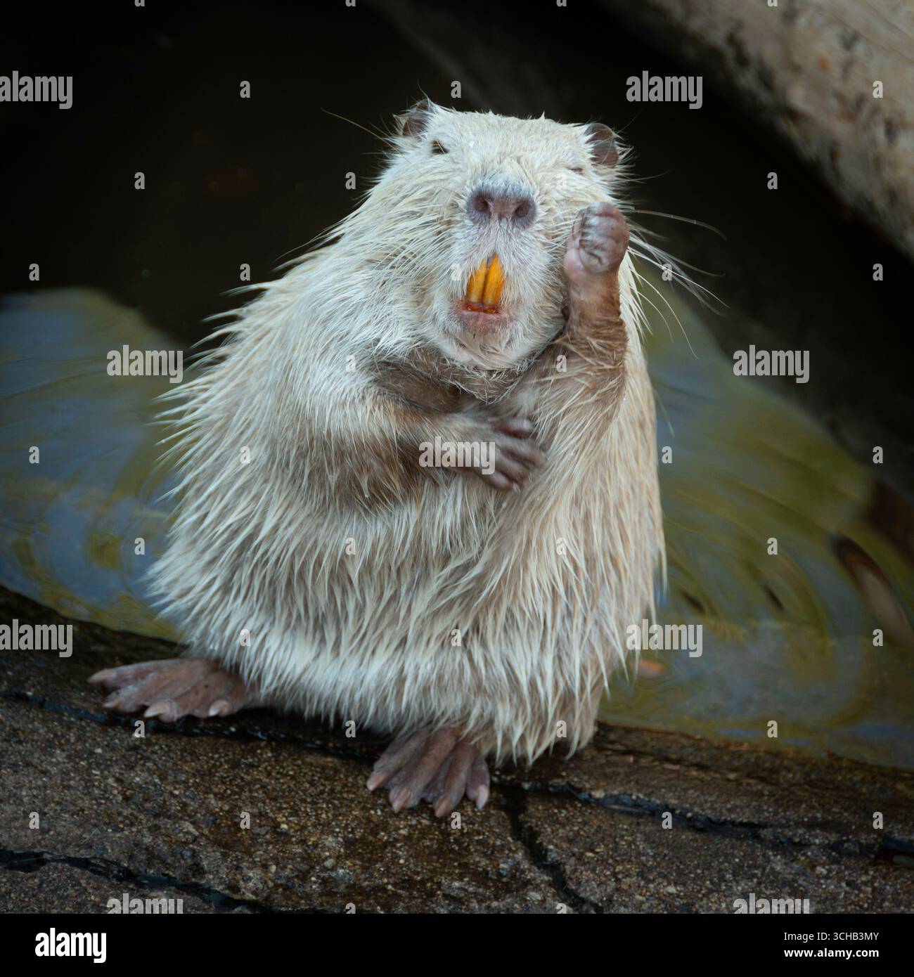 Ein Myocastor Coypus ist damit beschäftigt, sein Fell zu reinigen, während er in einem zoologischen Park in der Nähe des Wassers sitzt. Stockfoto