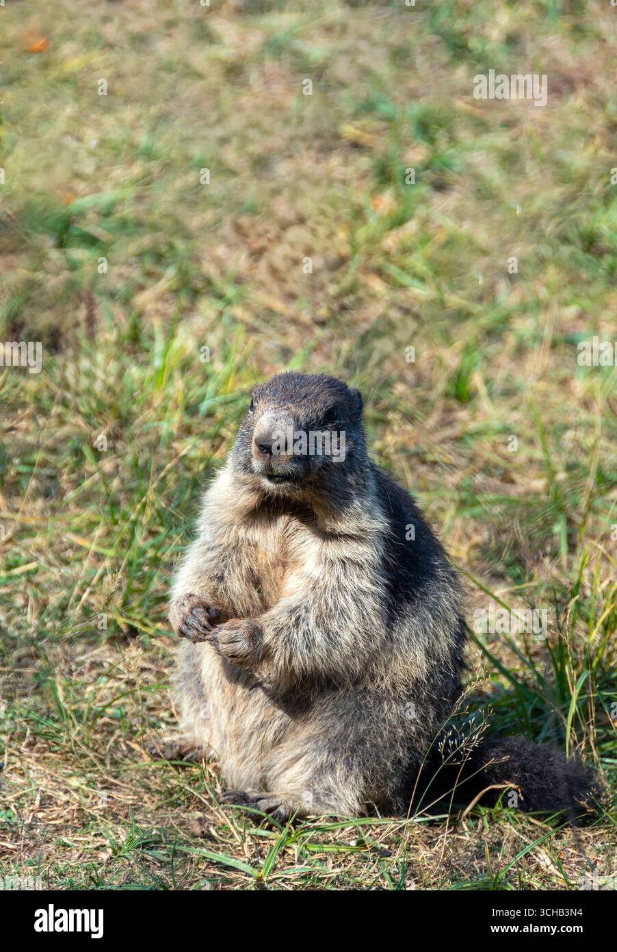 Ein Murmeltier steht aufrecht auf seinen Hinterbeinen in einem zoologischen Park, umgeben von grünem Gras, und genießt einen sonnigen Nachmittag. Stockfoto
