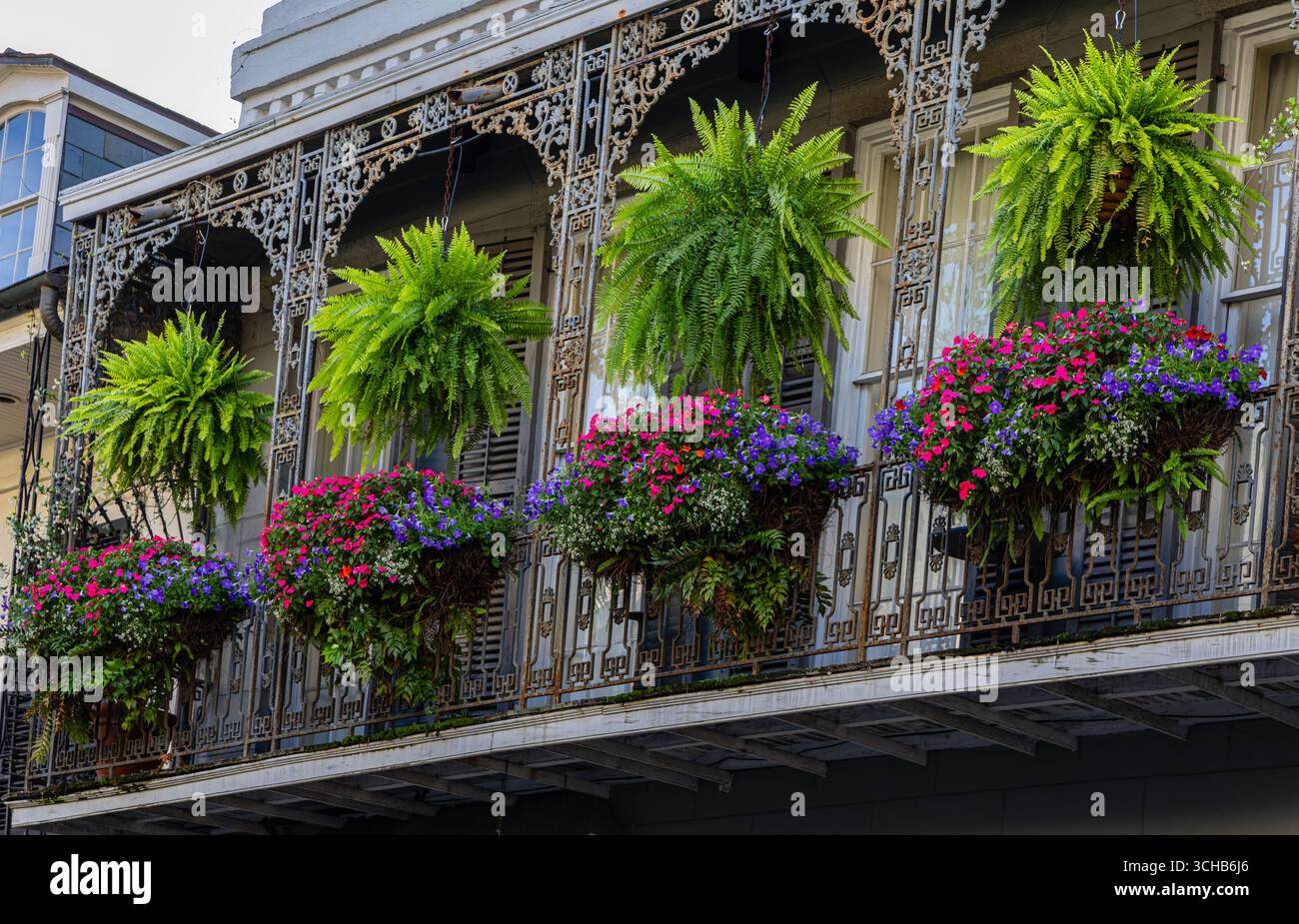 Ein Balkon mit hngenden Farnen im French Quarter in New Orleans  Stockfotografie - Alamy