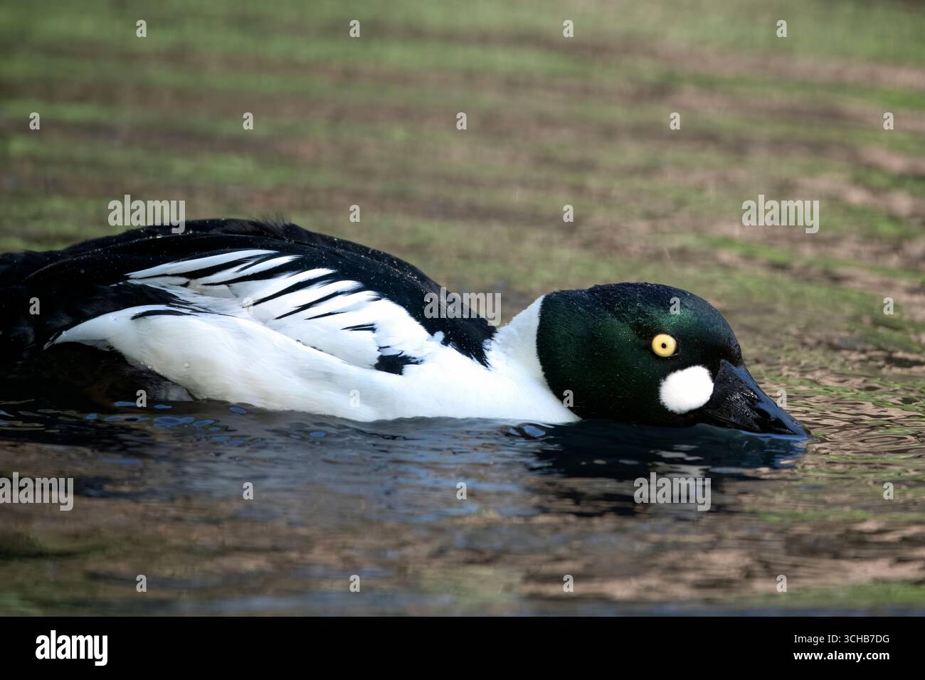 Das Gemeinsame Goldeneye oder einfach Goldeneye (Bucephala clangula). Stockfoto
