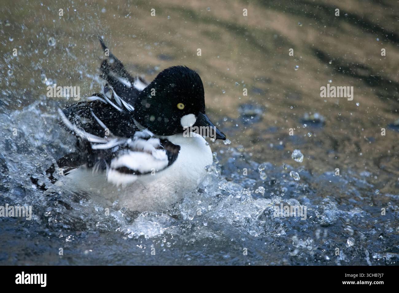 Das Gemeinsame Goldeneye oder einfach Goldeneye (Bucephala clangula). Stockfoto