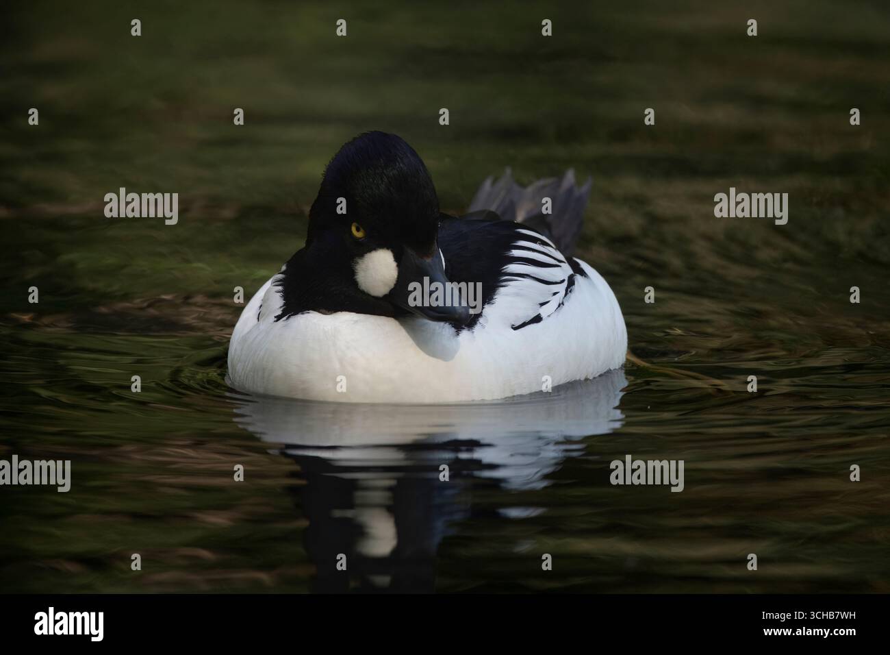 Das Gemeinsame Goldeneye oder einfach Goldeneye (Bucephala clangula). Stockfoto