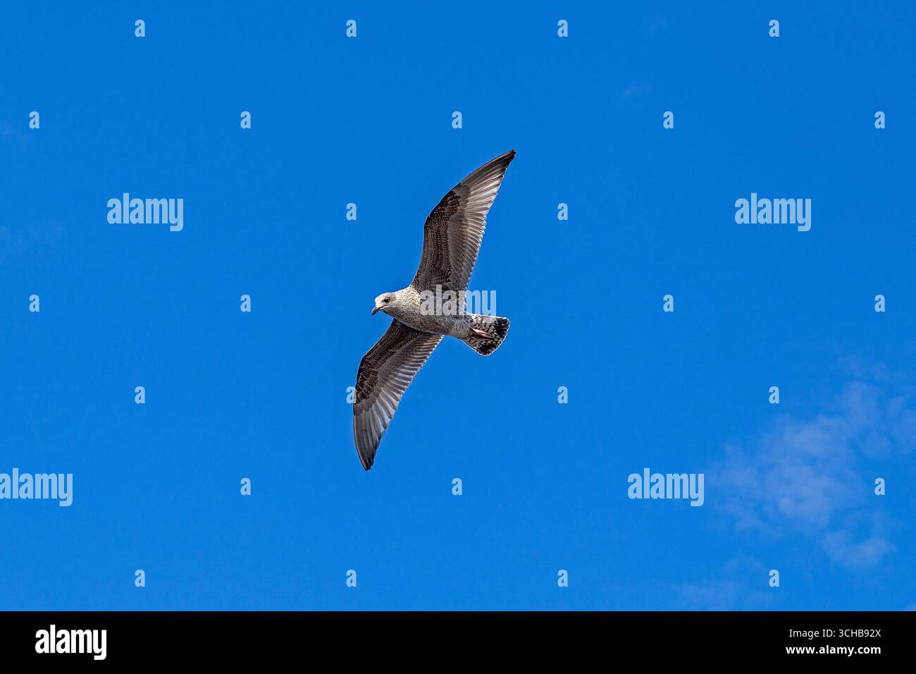 Junge Möwe im Flug, Hafen, Rostock, Mecklenburg-Vorpommern, Deutschland Stockfoto