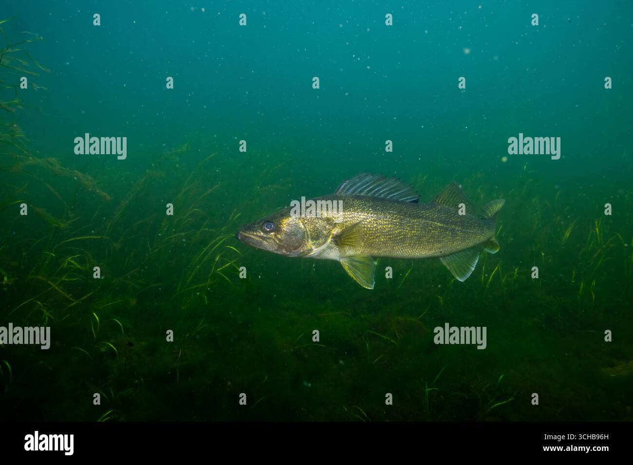 Walleye sitzt auf dem Grund des Sees Stockfoto