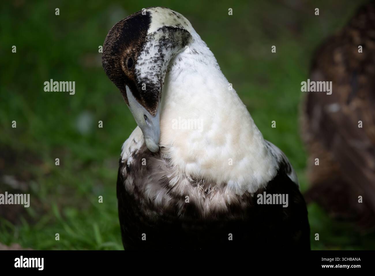Die Eiderente Somateria mollissima), auch St. Cuthbert's Duck oder Cuddy's Duck genannt. Stockfoto