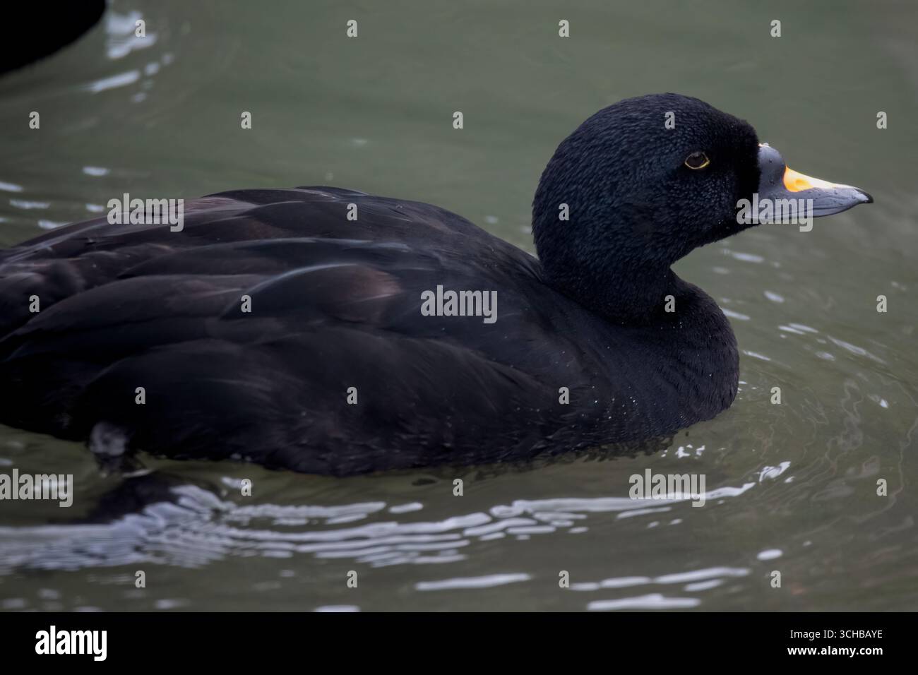 Die Melanitta nigra, eine große Meeresente. Stockfoto