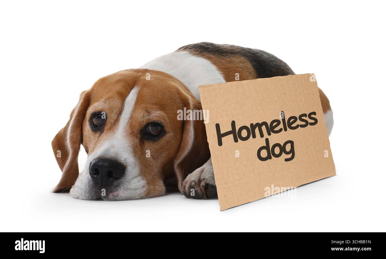 Trauriger Beagle und Pappschild mit Text Obdachloser Hund auf weißem Hintergrund. Einsames Haustier Stockfoto