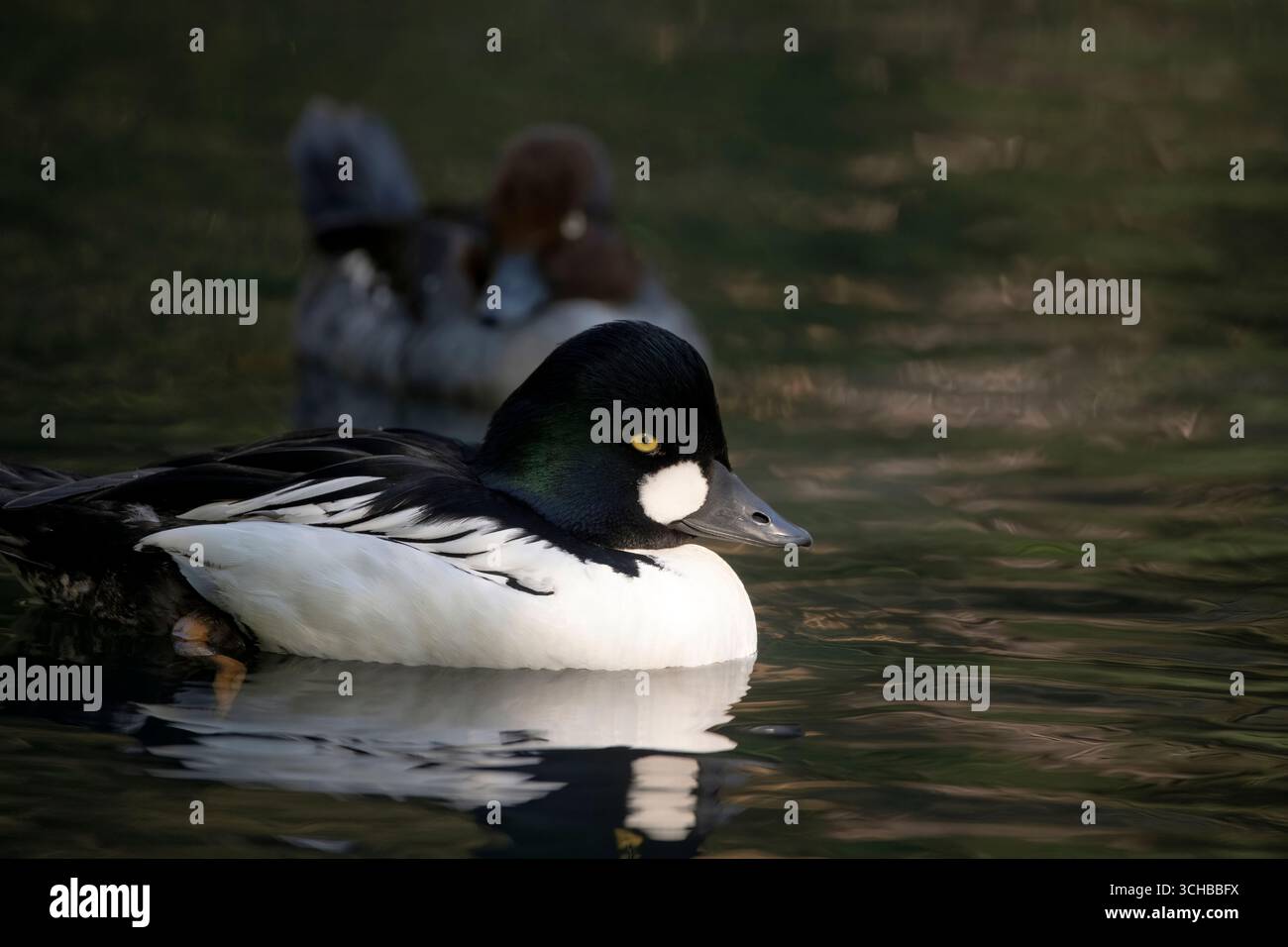 Das Gemeinsame Goldeneye oder einfach Goldeneye (Bucephala clangula). Stockfoto