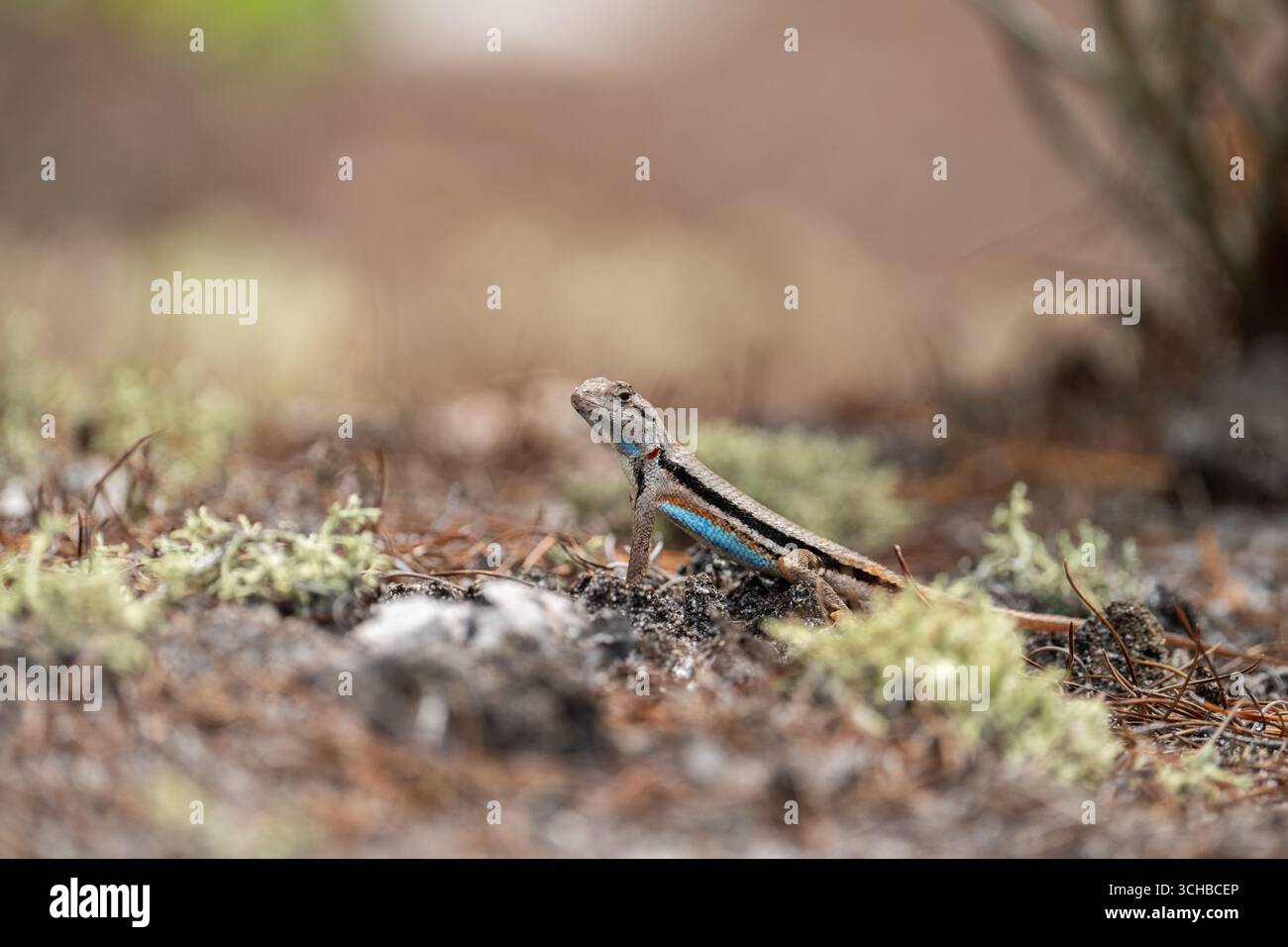 Florida schrubbt Eidechse auf moosigem Boden Stockfoto