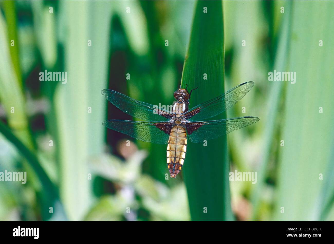 Weibliche, breitbeinige Jagdfliege (Libellula depressa) Stockfoto