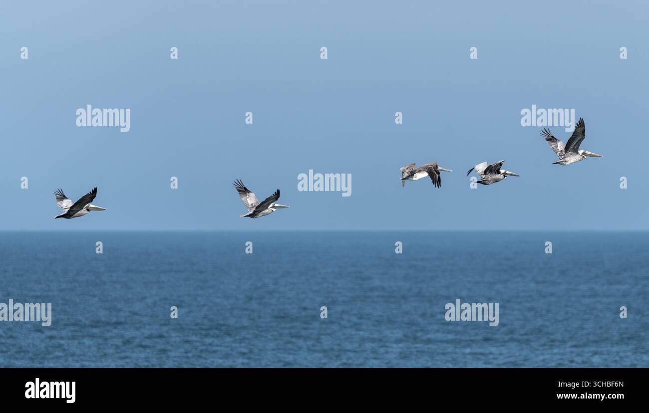 Eine Schar Pelikane schweben anmutig über dem Atlantik in South Ponte Vedra, Florida. Stockfoto