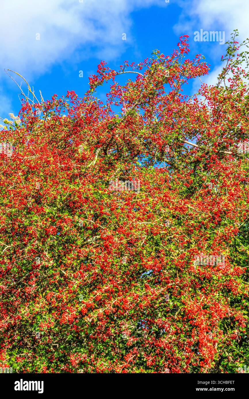 Straßenhecken mit Weißdornbäumen (Crataegus) im Herbst mit reichlich roten Beeren mit antioxidativen medizinischen Eigenschaften - Zentralfrankreich. Stockfoto