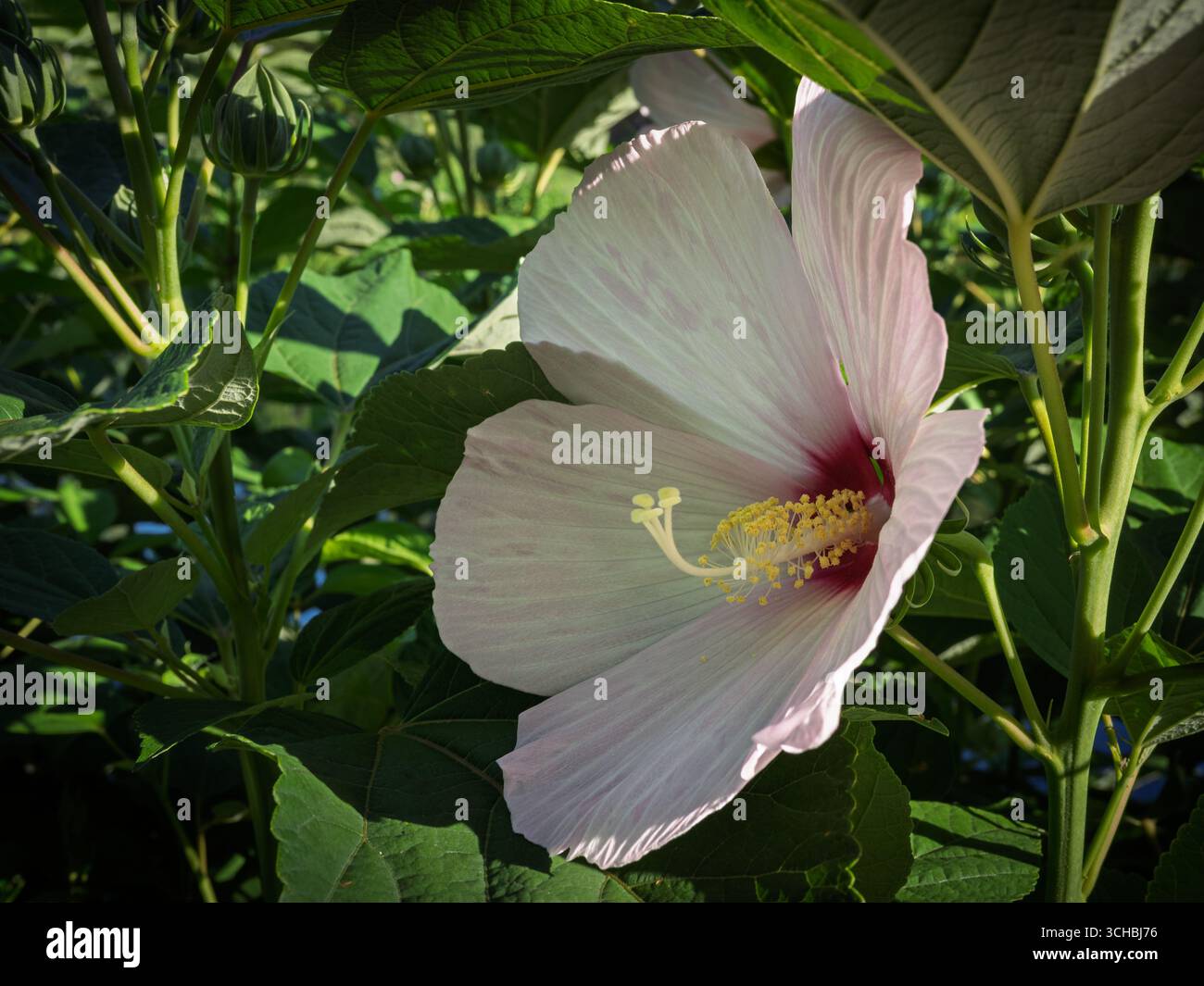 Nahaufnahme einer zarten rosafarbenen Hibiskusblüte mit einem sichtbaren Stempel und Blütenblättern bei hellem Sonnenlicht. Stockfoto