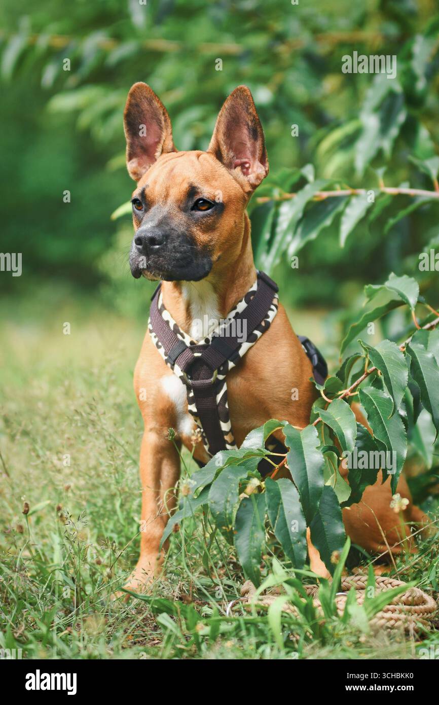 Niedlicher Hund mit Y-förmigem Gurtzeug, der zwischen Gras und Pflanzen sitzt Stockfoto