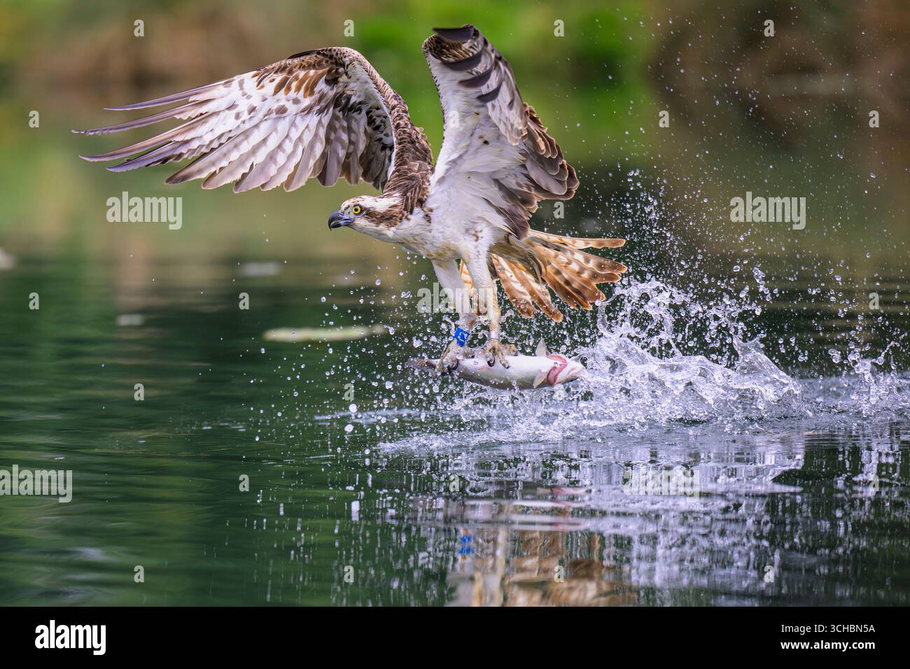 Ein geringter Fischadler, der aus einem Teich auf der Forellenfarm absteigt und einen Fisch in die Krallen packt, den er gerade gefangen hat. Die Forelle könnte schon tot gewesen sein. Rutland Stockfoto