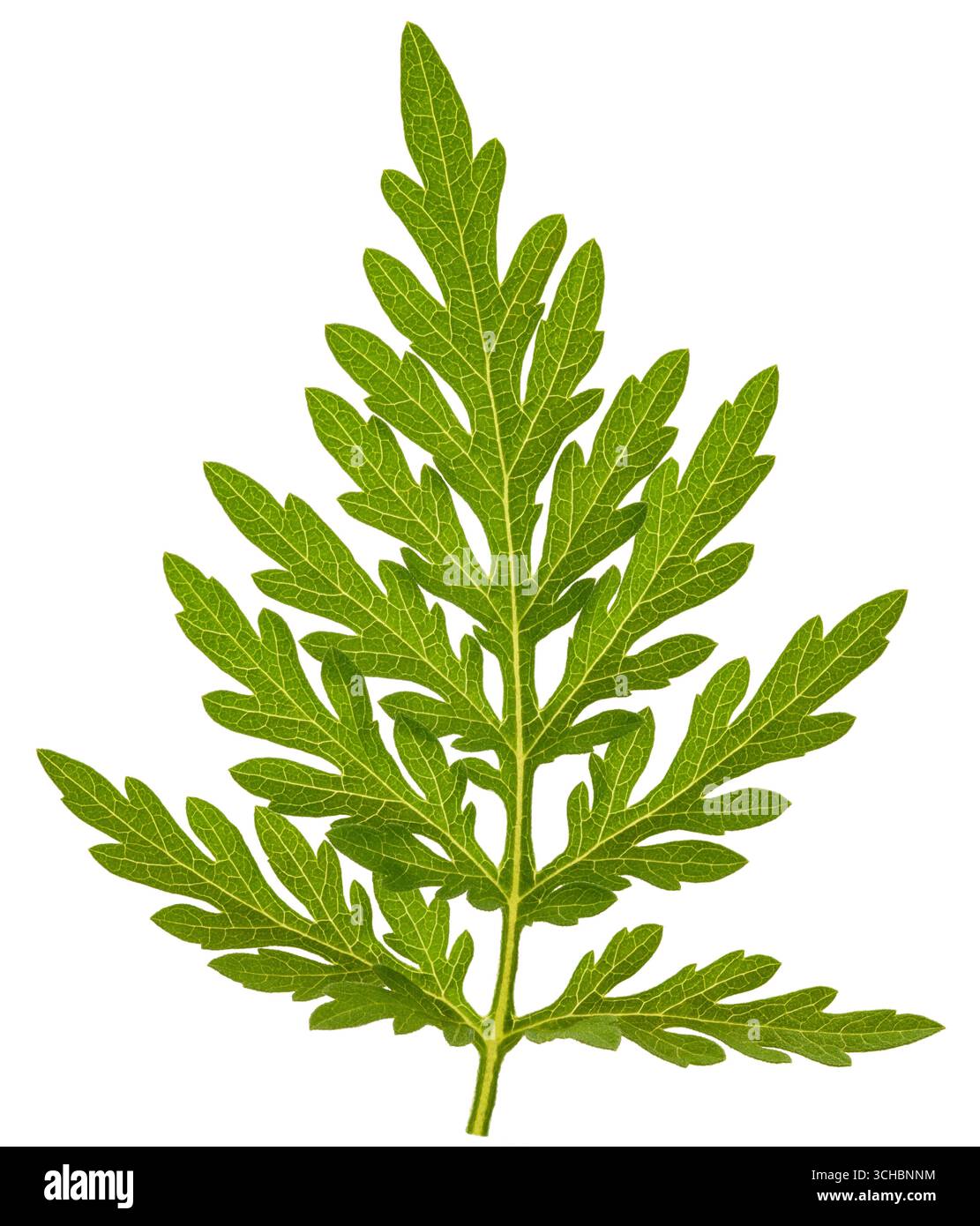 Gewöhnliches Ragweed isoliert auf weißem Hintergrund Stockfoto