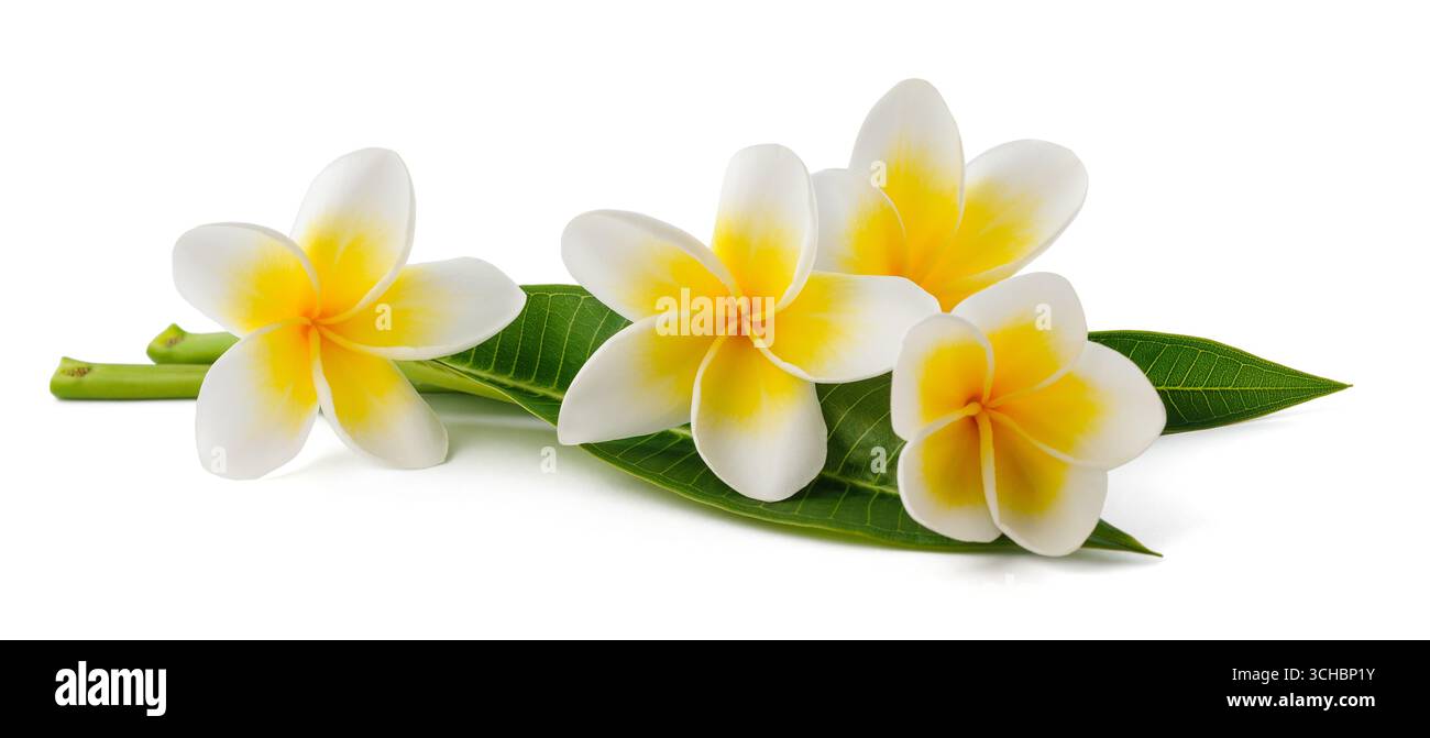 Frangipani blüht isoliert auf weißem Hintergrund Stockfoto
