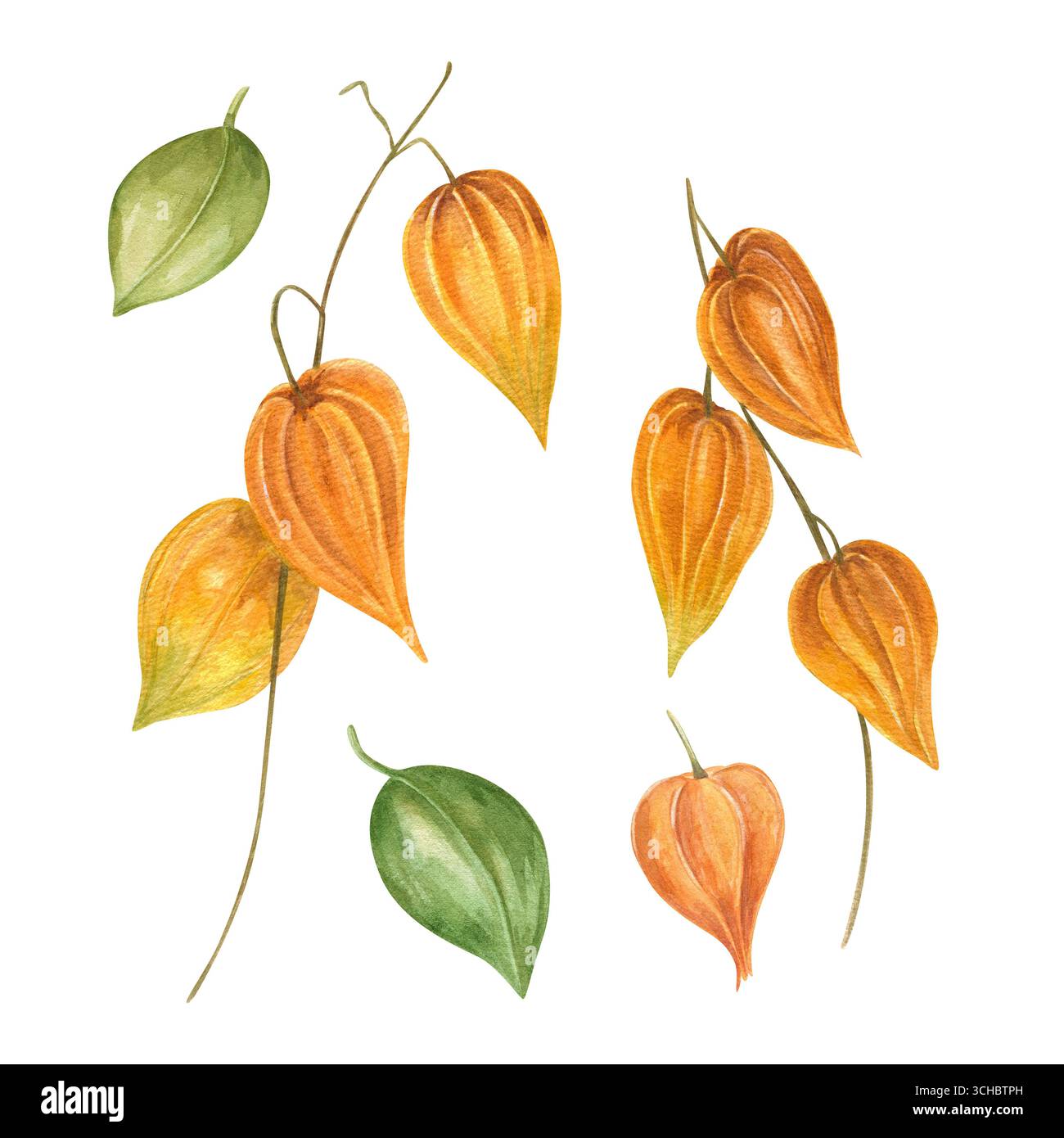 Physalis-Zweige mit hellen orangen Laternen Aquarellillustration auf isolierter Hintergrundclip-Kunst. Herbstliche dekorative Knospen für Weihnachtssträuße Stockfoto
