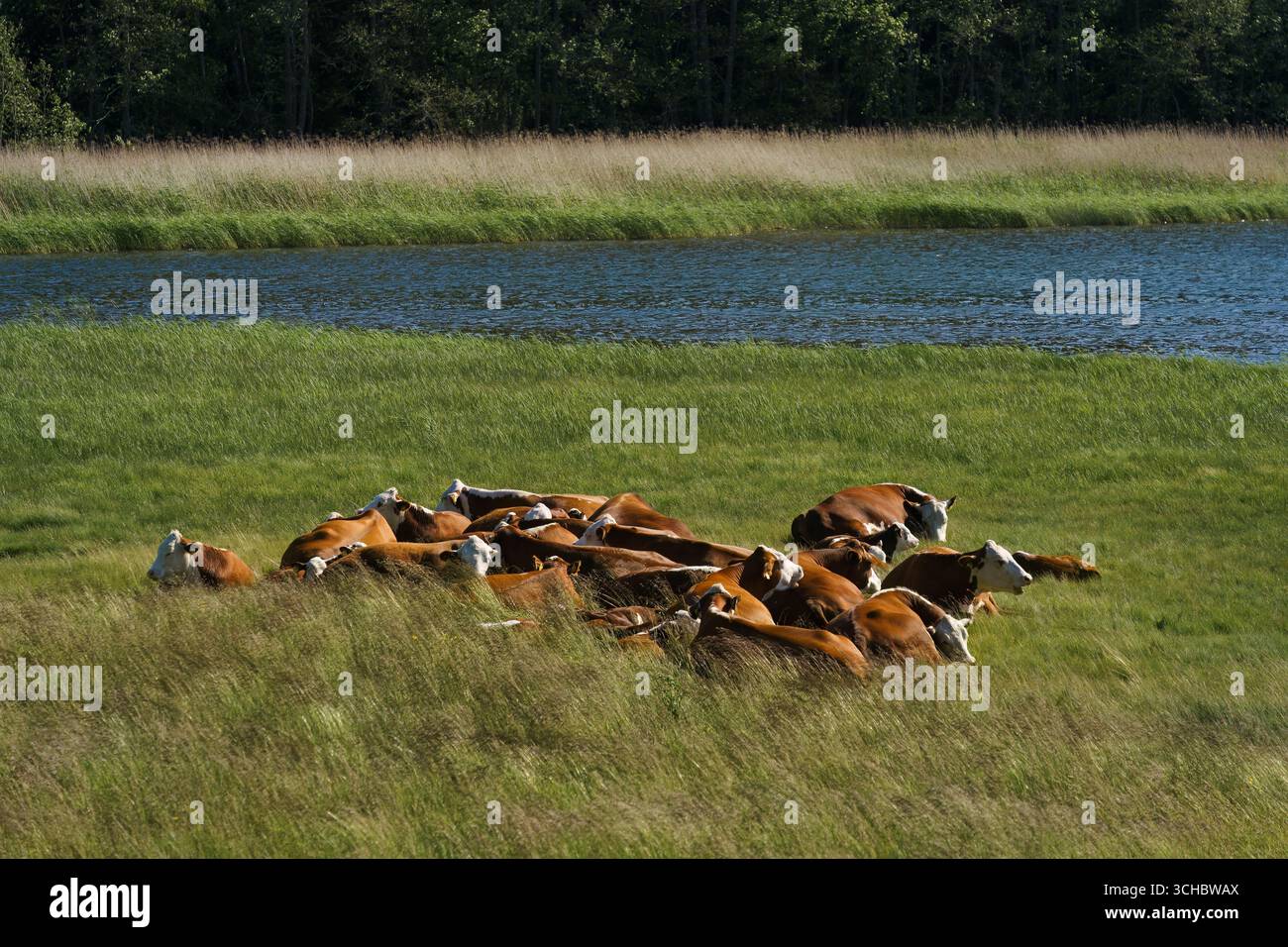Rinder in der Nähe eines Sees, umgeben von hohem Gras Stockfoto