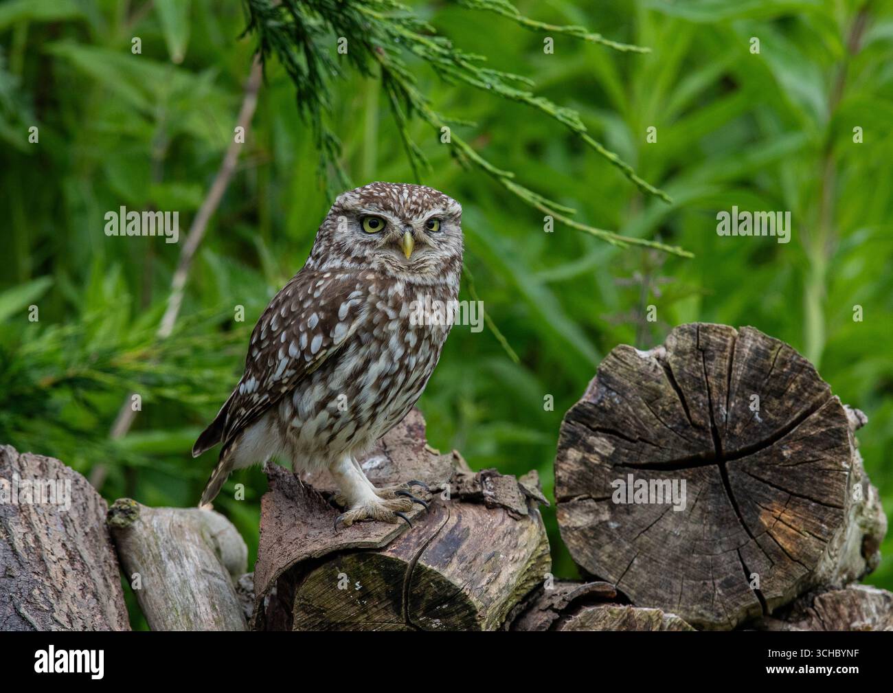 Ein detailliertes Porträt einer kleinen Eule ("Athene noctua"), die direkt auf die Kamera blickt, die auf einem Baumstamm in einem Garten sitzt. Große Augen schauen zu, Kent UK Stockfoto